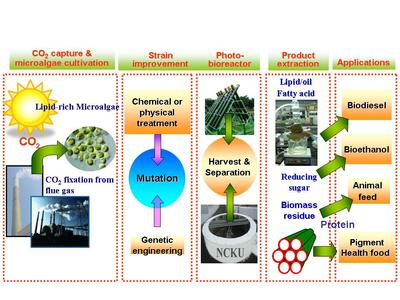 微藻科技 成功大學能源科技與策略研究中心的固碳與水淨化先鋒